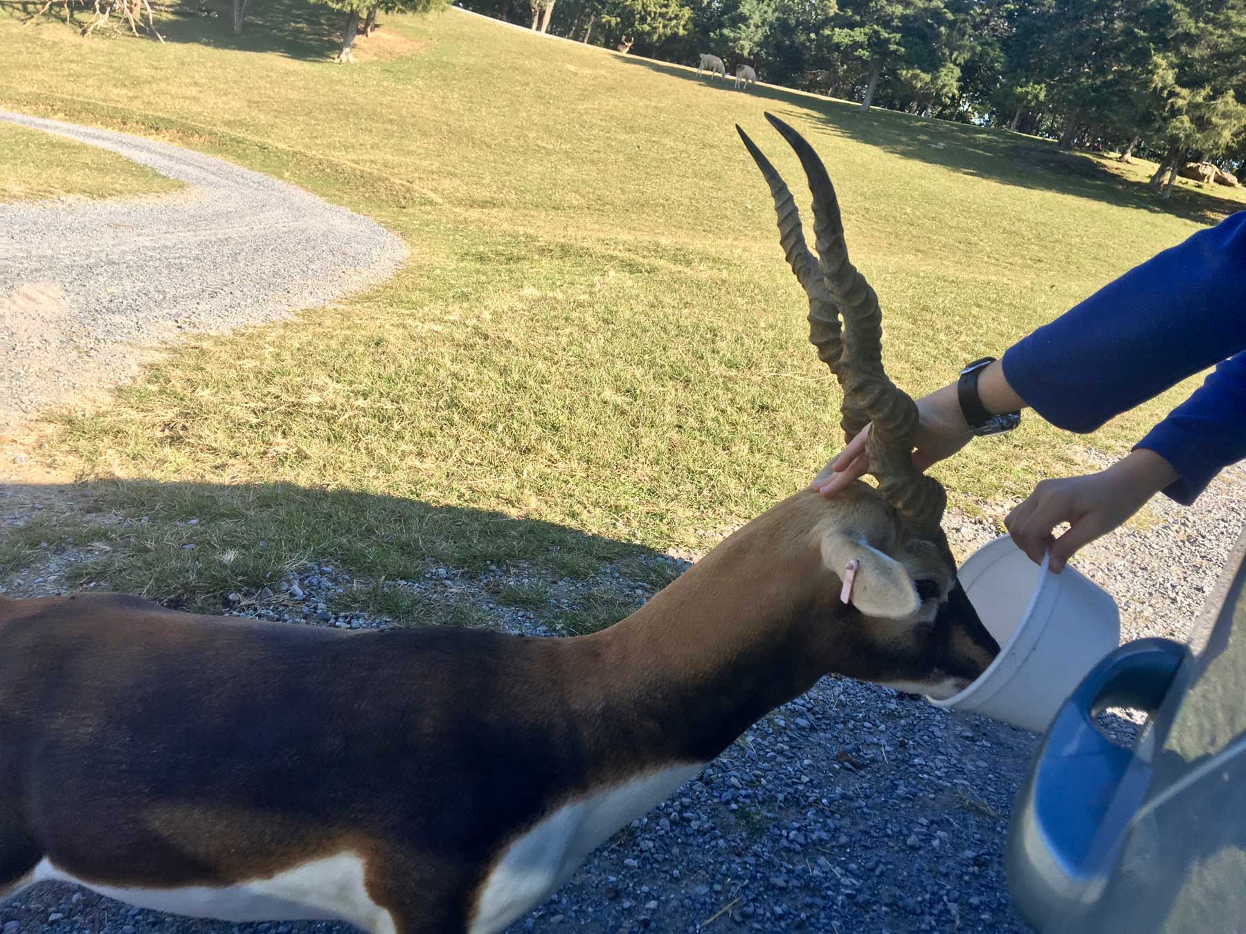 Feeding and petting a spiral-horned blackbuck antelope at Virginia Safari Park, Natural Bridge, VA