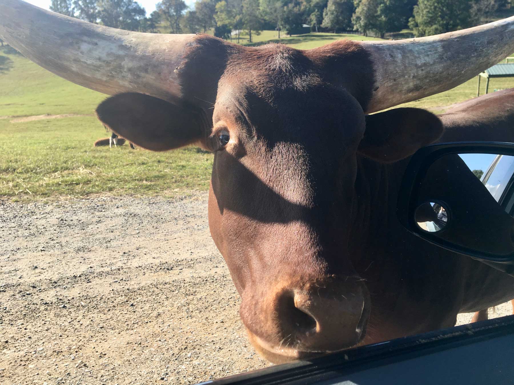 Long-horned cow at car's window at Virginia Safari Park, Natural Bridge, VA