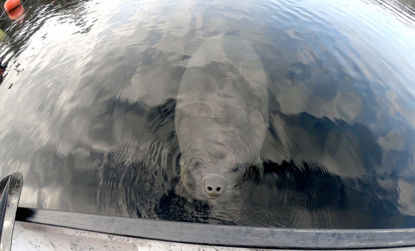 Manatee at Blue Spring State Park looking at paddler