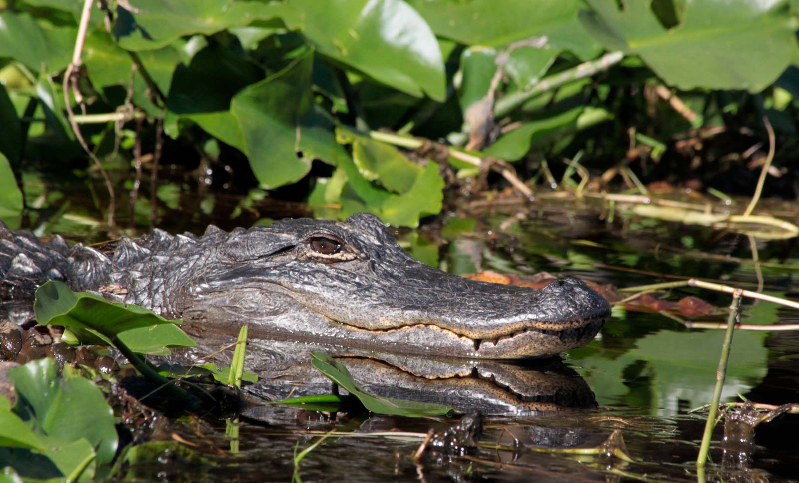 American alligator in Okefenokee Swamp at Stephen C. Foster State Park, Georgia