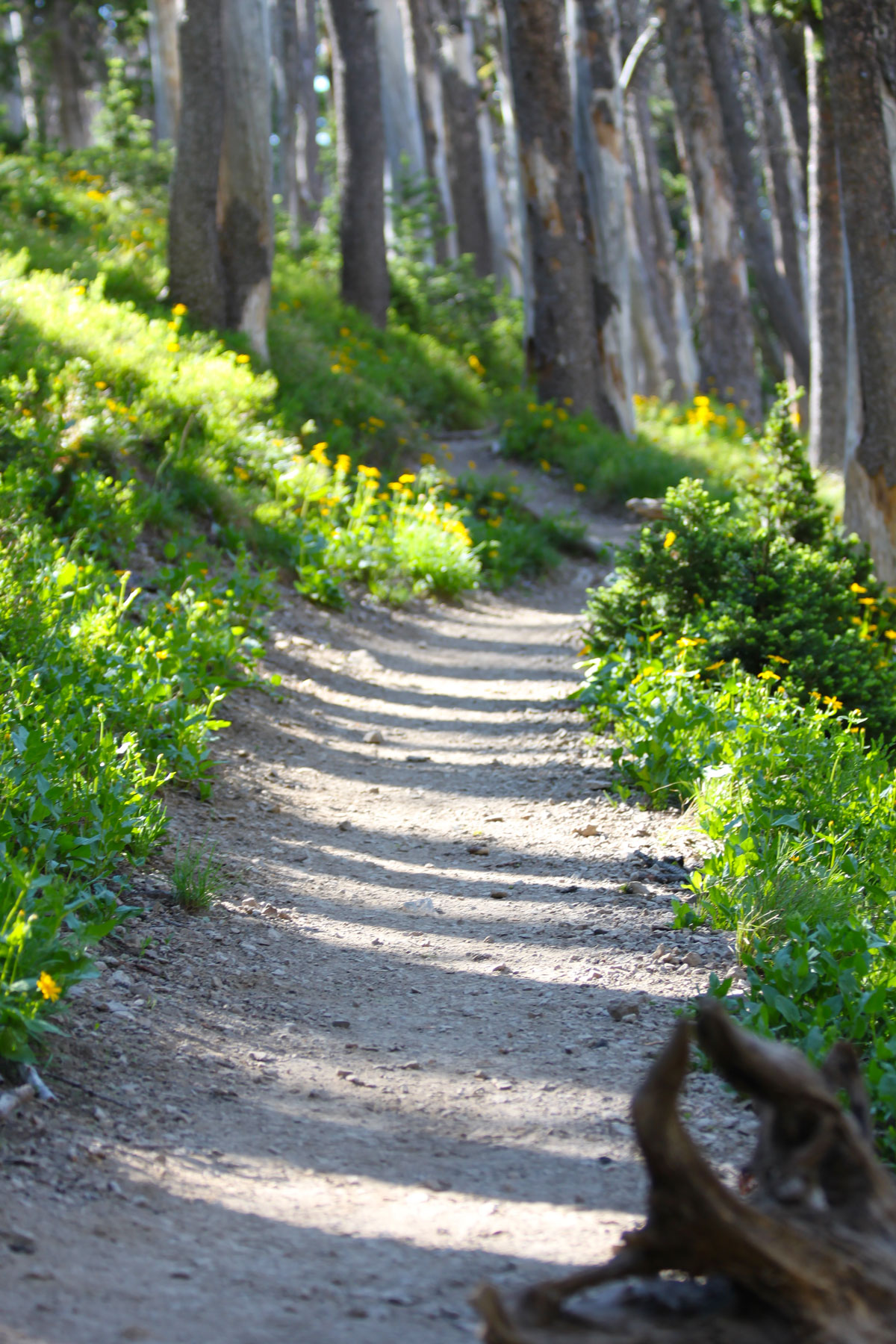 Trail to Avalanche Peak in Yellowstone National Park