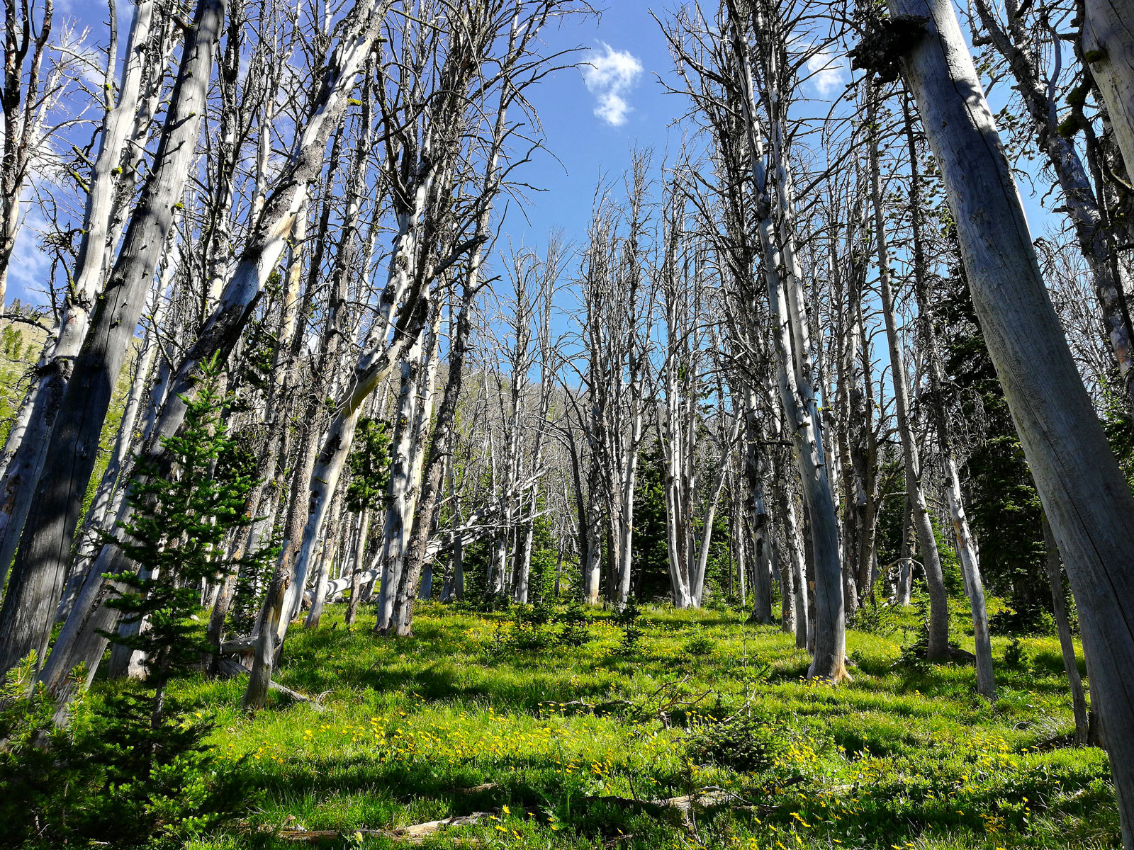 Alpine basin in the trail leading to Avalanche Peak in Yellowstone National Park