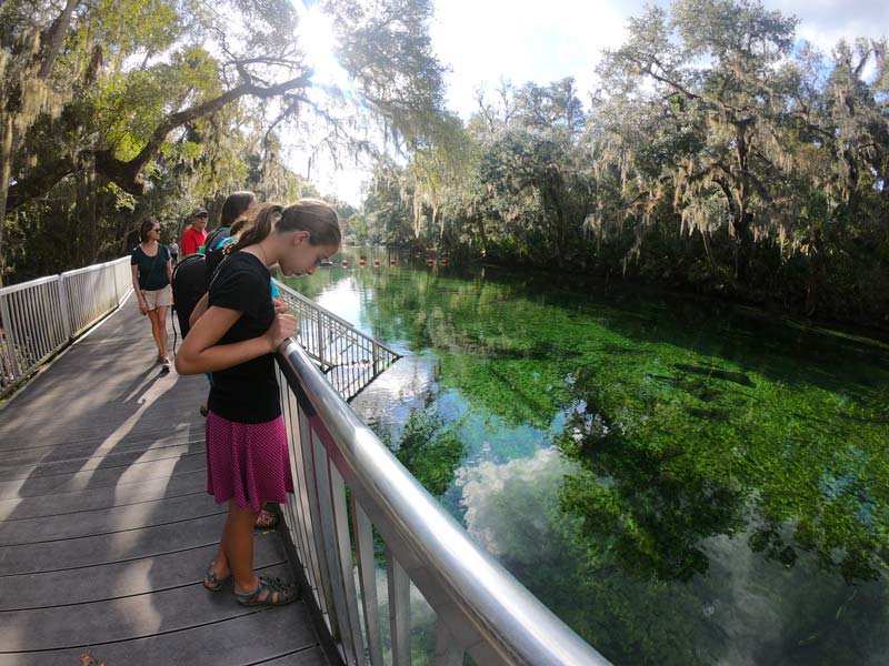 Girls looking in the green waters at Blue Spring State Park, Florida