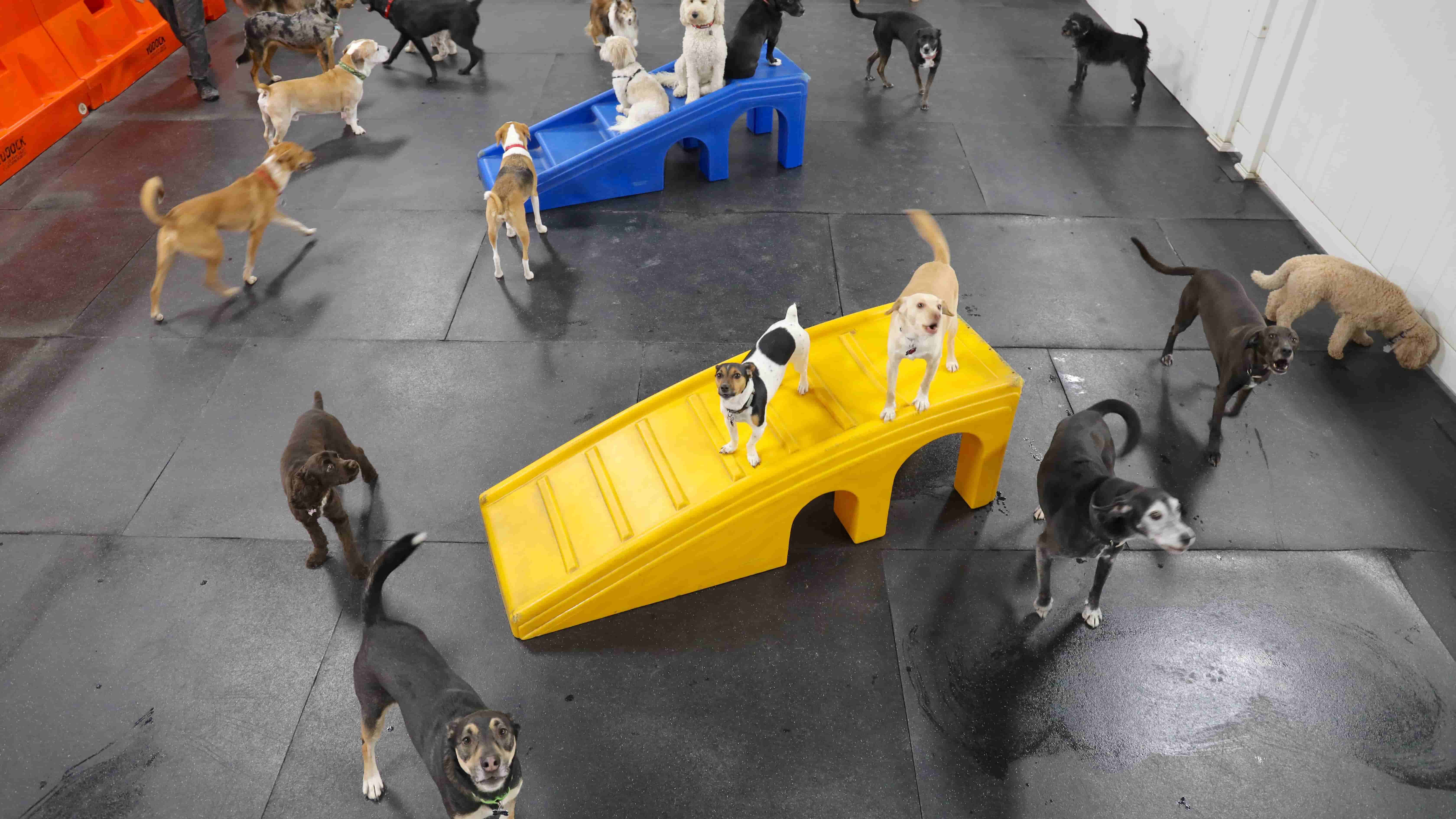 Boarding CheckIn Forms Paws In Paradise