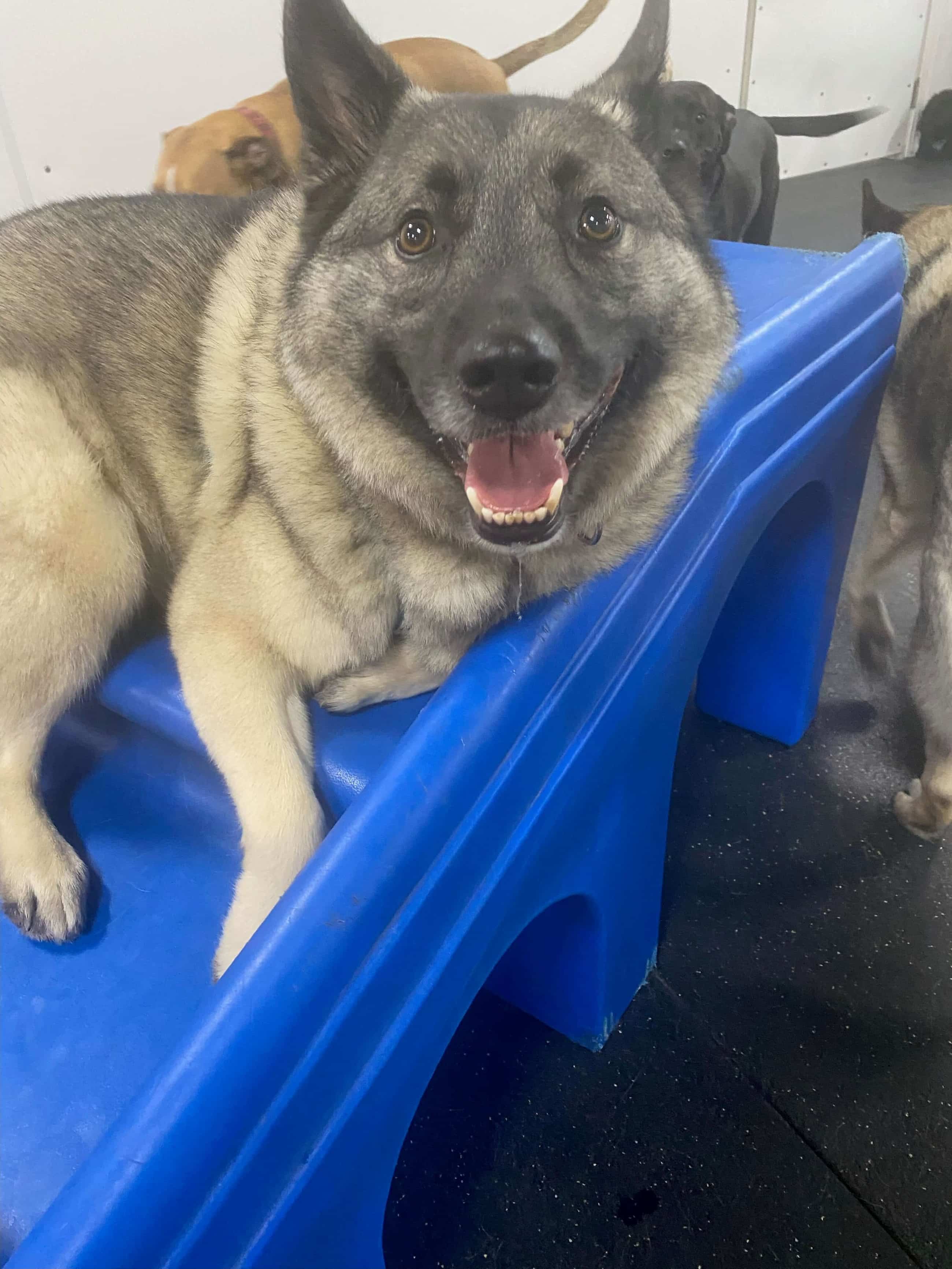 Gallery of Dogs Paws In Paradise