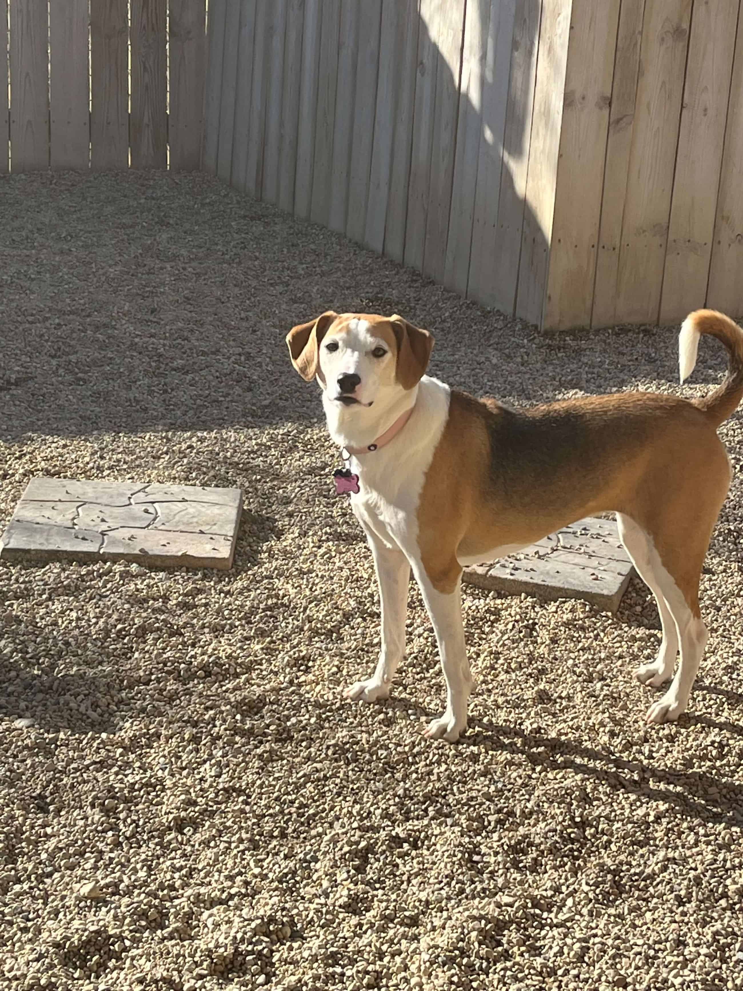 Gallery of Dogs | Paws In Paradise