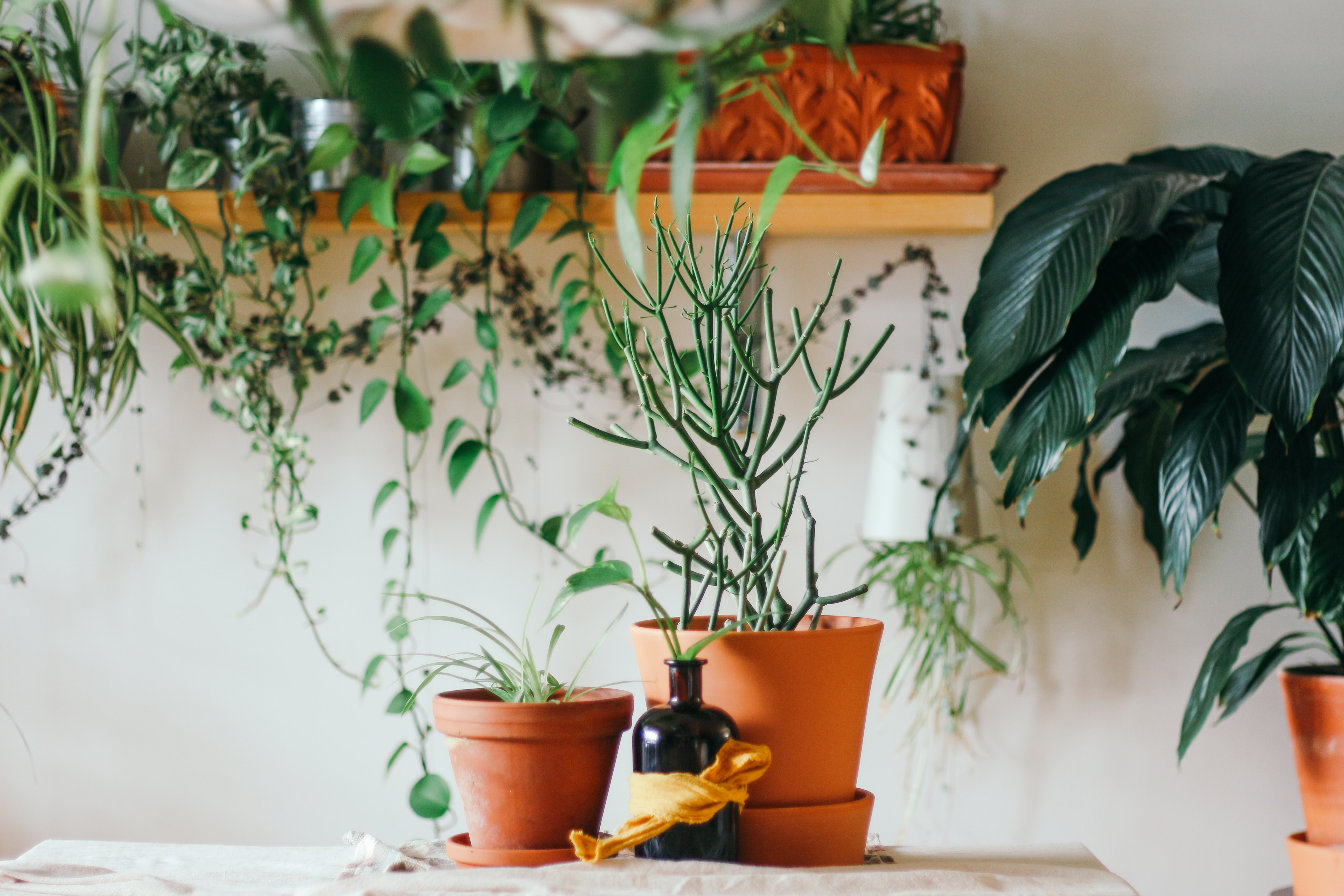 House-Plants|healthy-houseplants