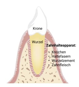 Skizze des Zahnhalteapparates
