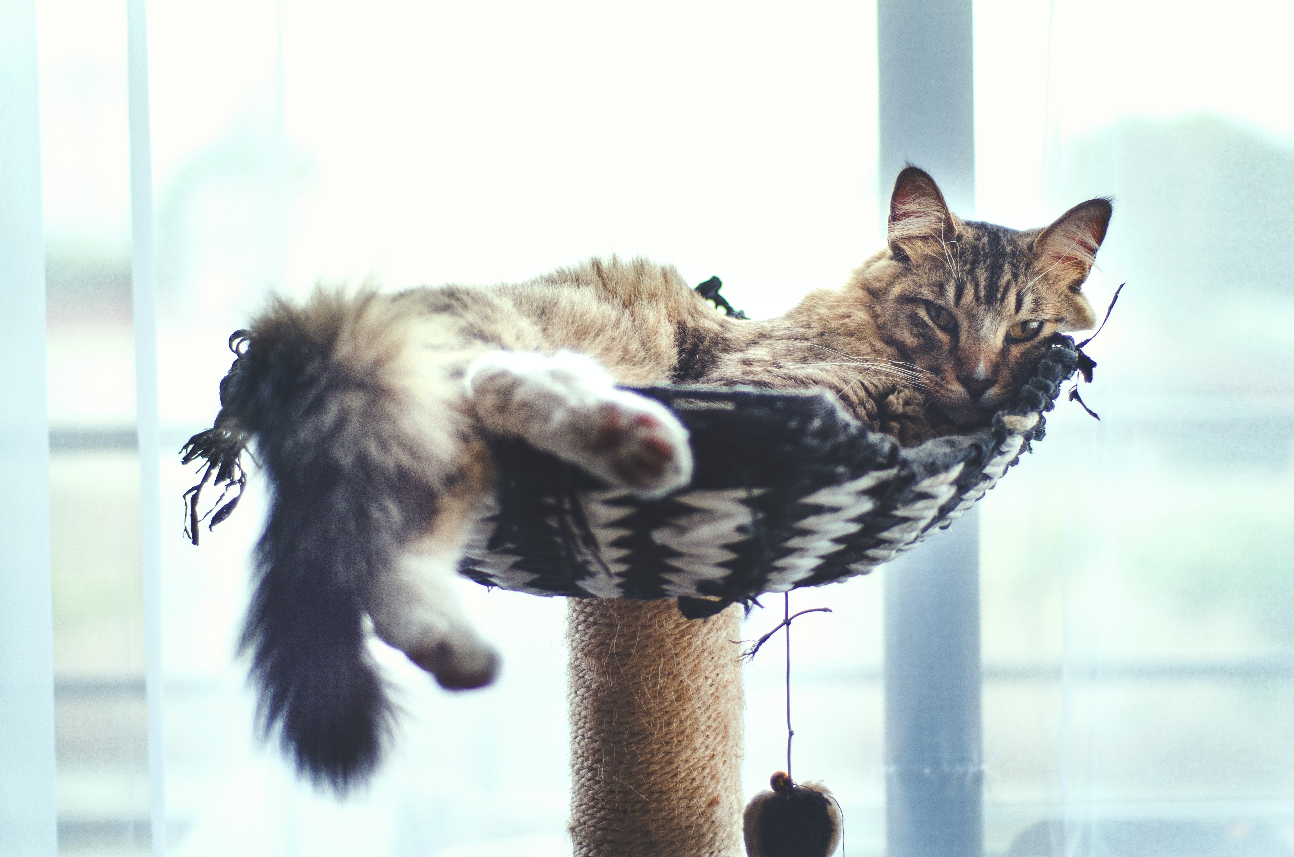 Beautiful view of What Causes Lethargy In Leukemia Cat