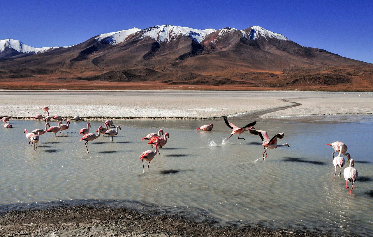Imagem da Laguna Colorada, um lago salgado na Bolívia