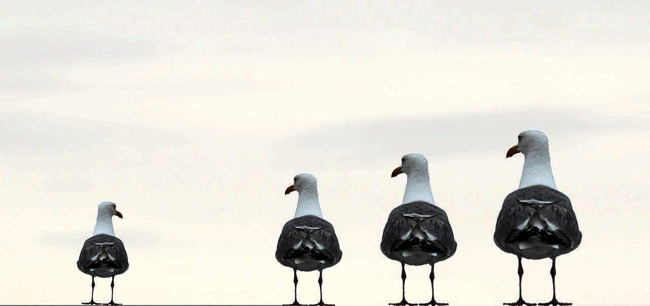 Imagem de gaivotas juntas e uma isolada