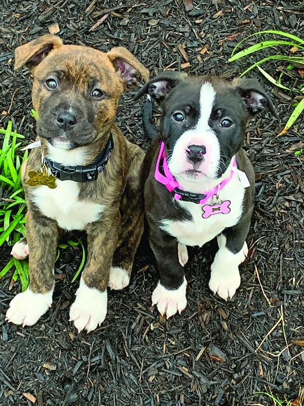 Animatch Dog Adoption Services