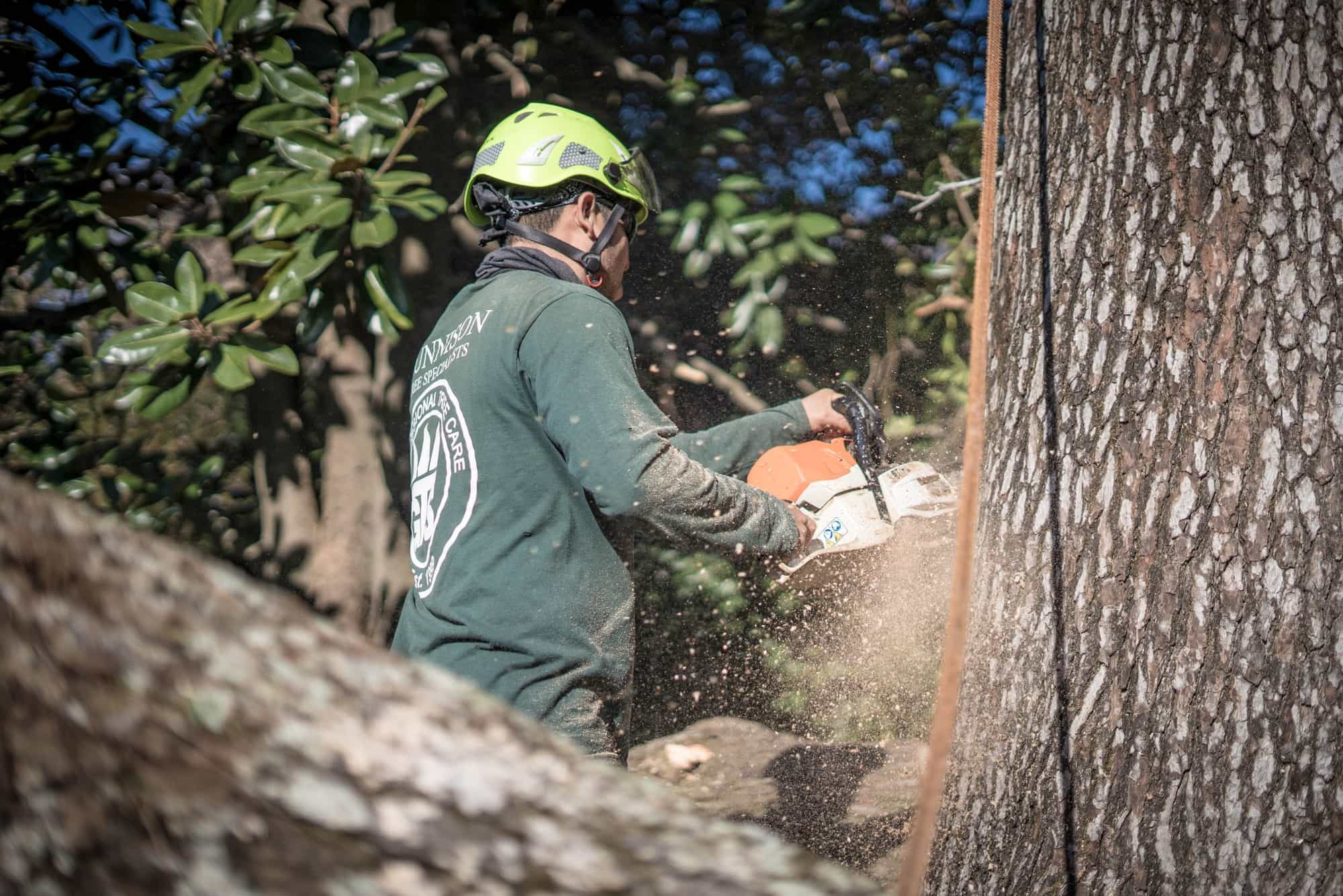 Gunnison Tree Services