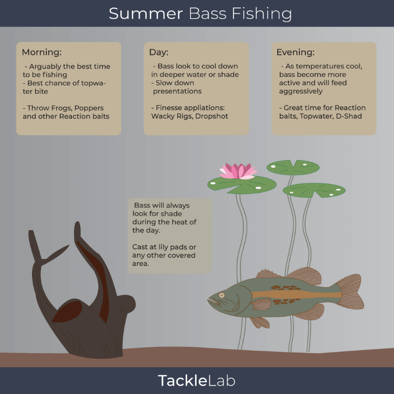 Summer Fishing for Bass
