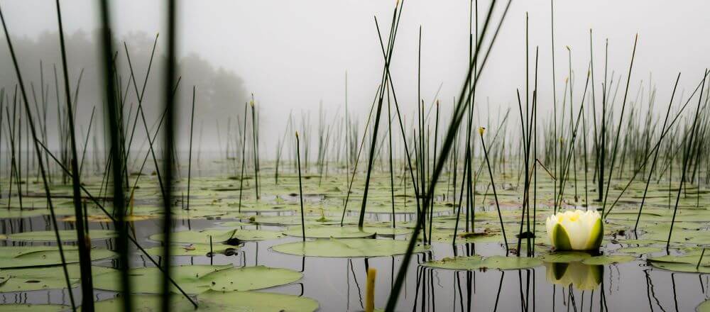 Where to throw a Topwater Frog for Bass