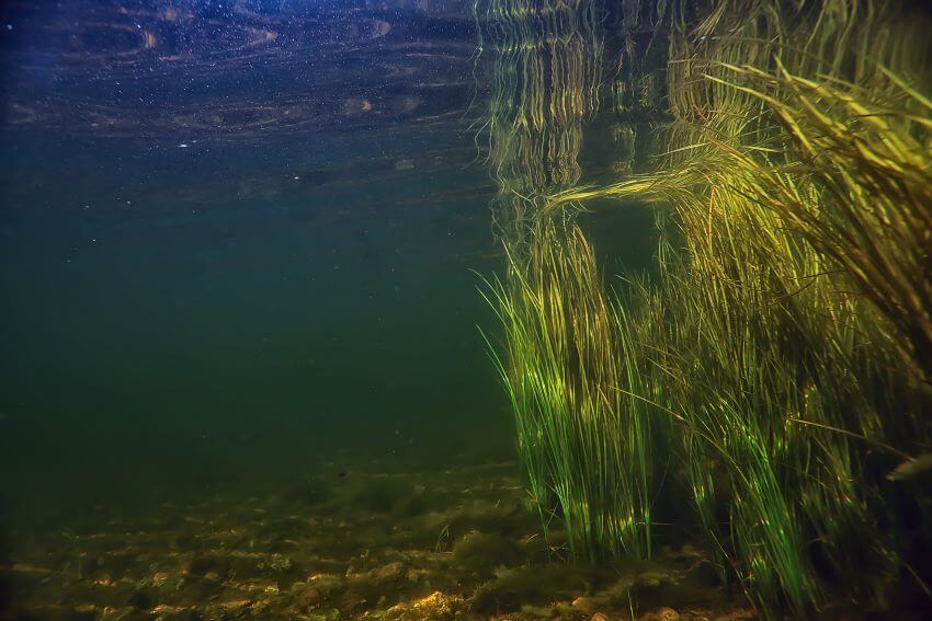 Where to fish a Shaky head