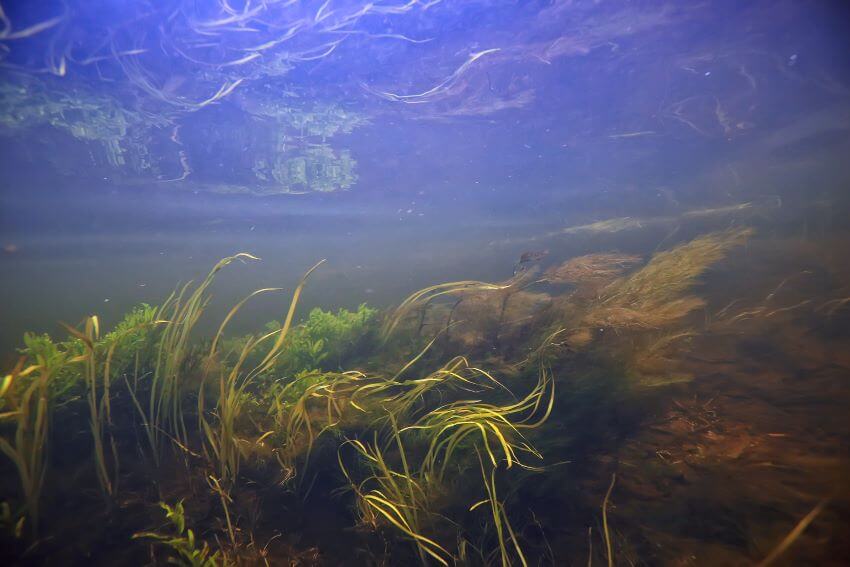 Fishing current for bass in summer