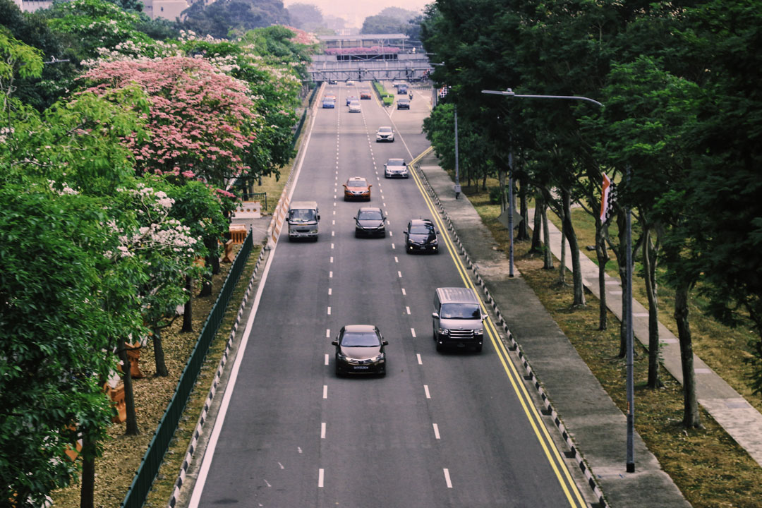 Visão aérea de avenida arborizada em cidade com carros transitando