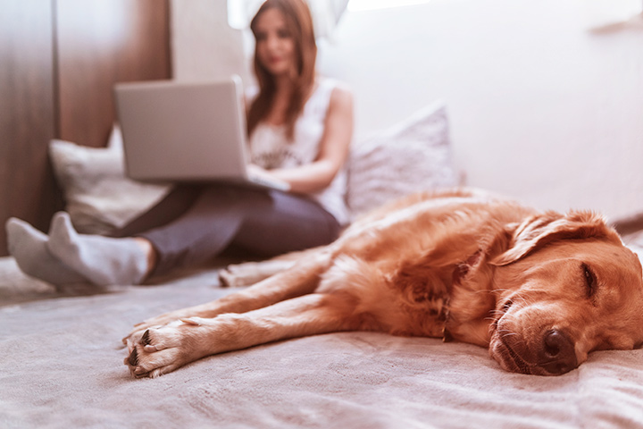 Mulher acessando notebook sentada na cama ao lado de cachorro sonolento