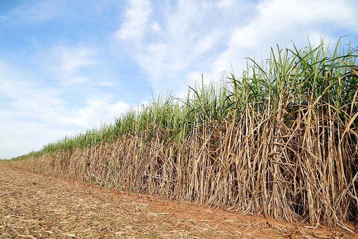 Paisagem de plantação de cana de acúcar com trecho já colhido