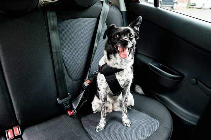 Cachorro malhado sentado em banco traseiro de carro usando cinto de segurança para cachorro