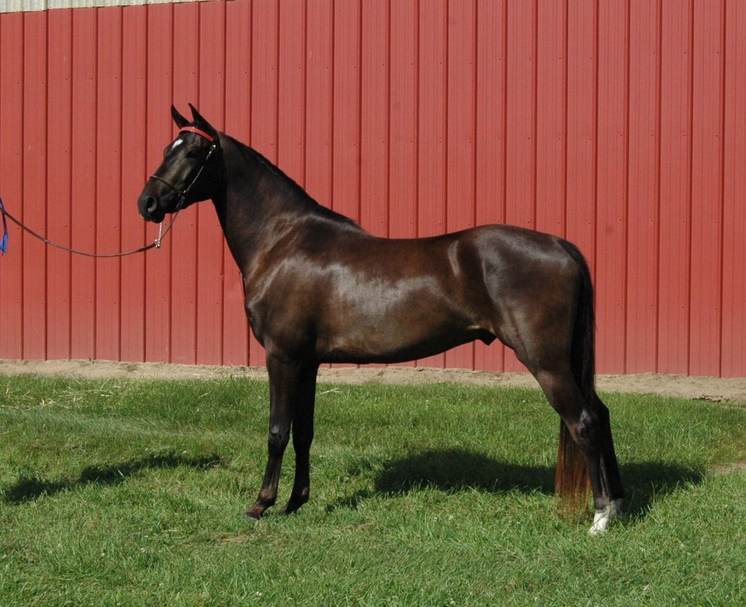 Horses for Sale Miner Institute