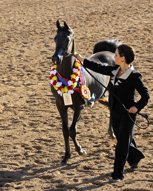 2012 Scottsdale Arabian Horse Show Arabian Horse Association of Arizona