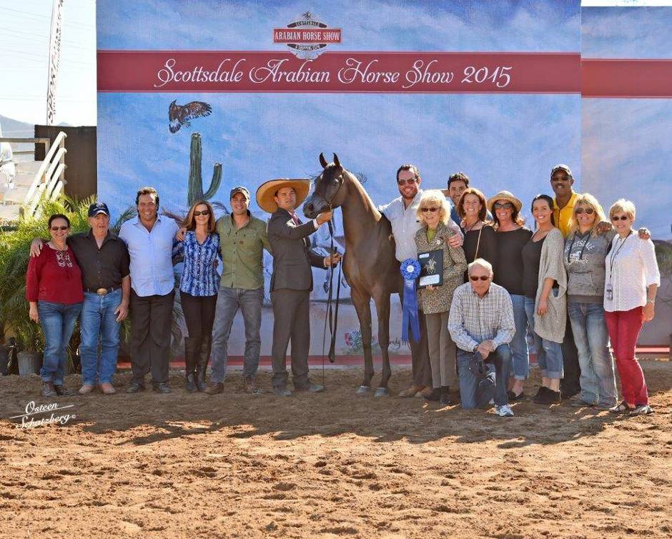2015 Scottsdale Arabian Horse Show February 18th Arabian Horse