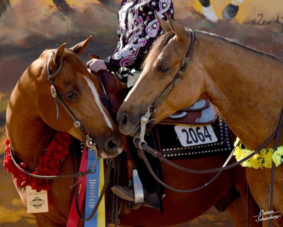 2016 Scottsdale Arabian Horse Show February 15th Arabian Horse Association of Arizona