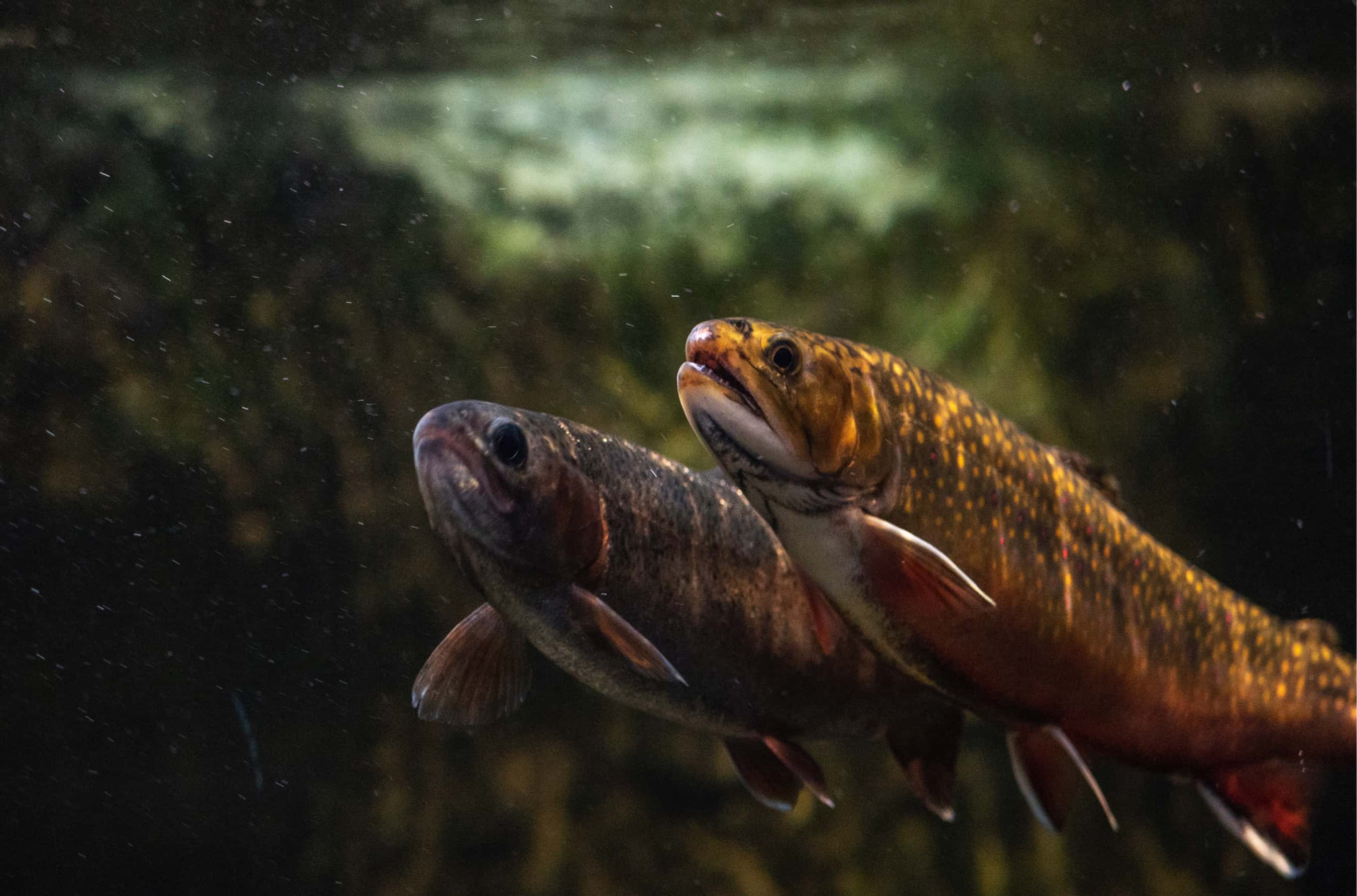 Freshwater fish swim in a tank at the Tennessee Aquarium