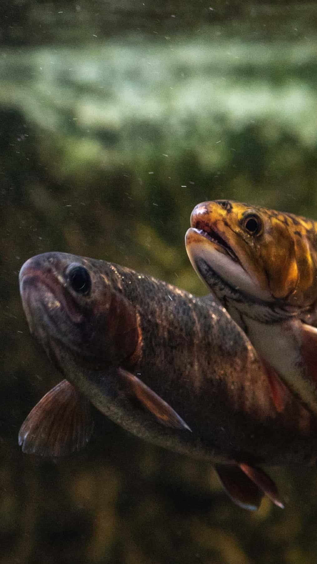 Freshwater fish swim in a tank at the Tennessee Aquarium