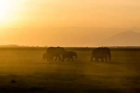 Elephants