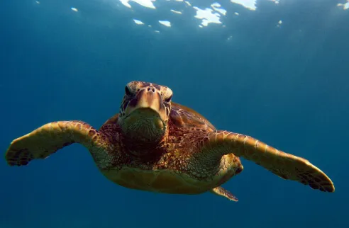 Sea turtle