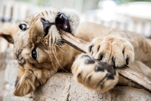 Cheetah