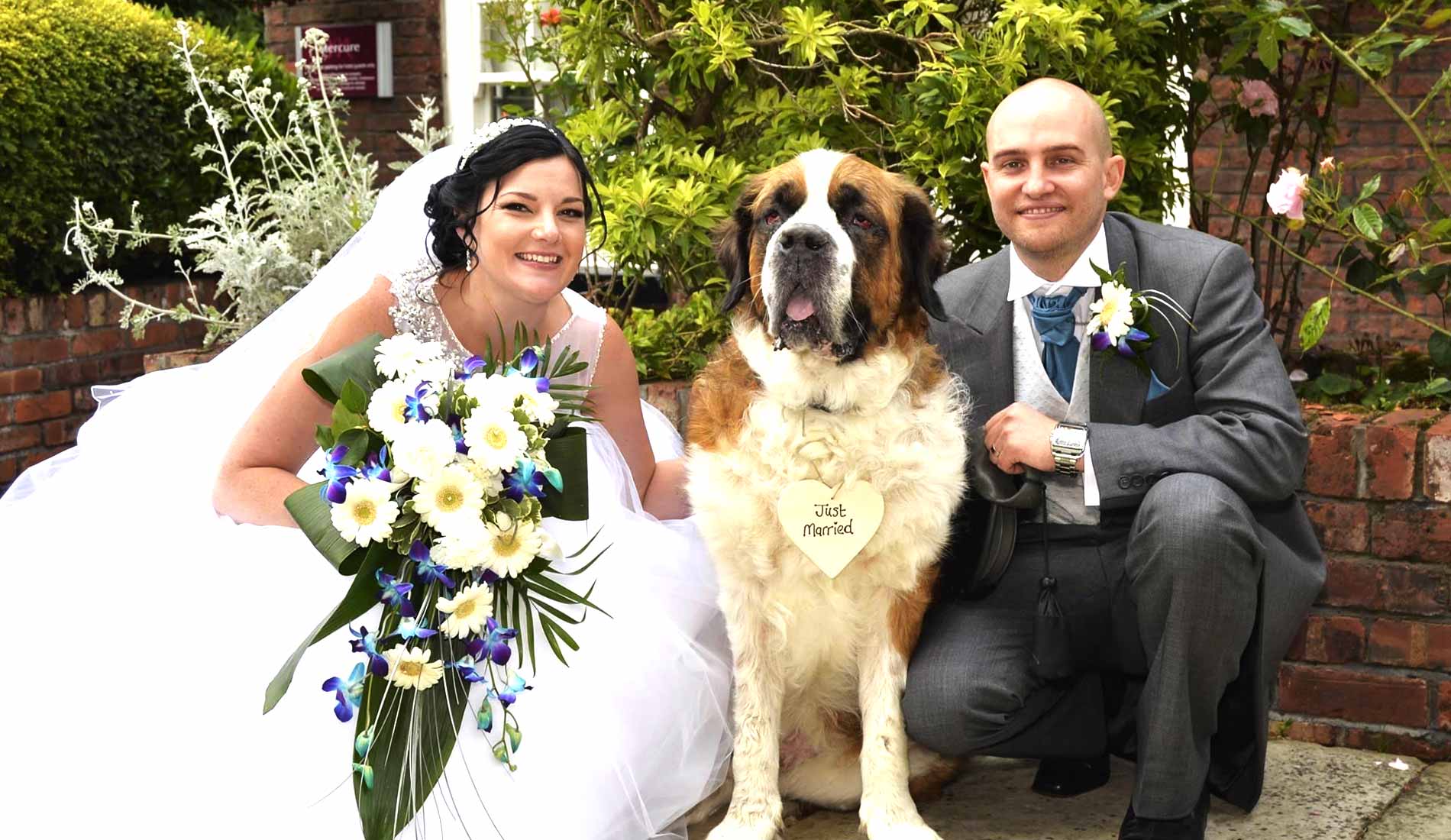 wedding day dog chaperone
