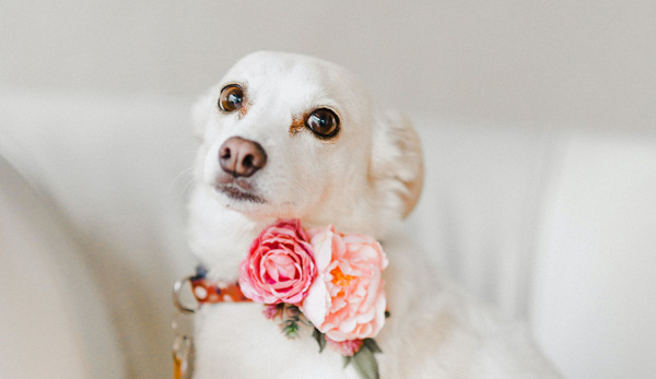 Devon wedding day dog chaperone service from Amanda-Louise Knight Planner and Celebrant