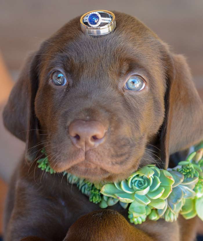 wedding-day-dog-chaperone service
