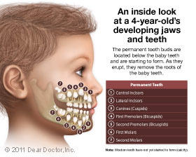 Pediatric Dental Development