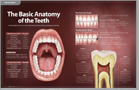Anatomy of Teeth - Dear Doctor Magazine