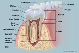 Fractured Tooth Guide