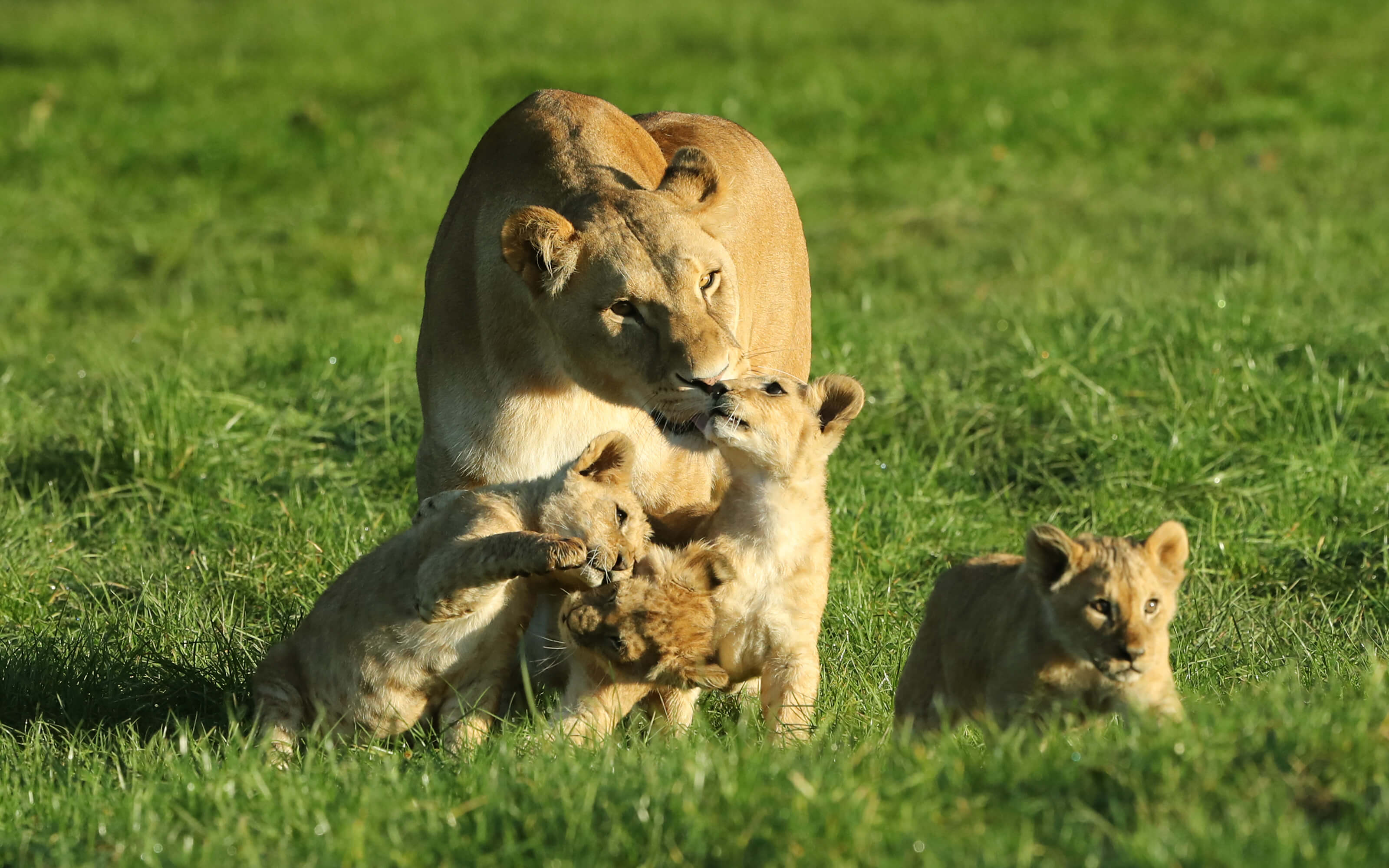 A lioness and three cubs playing.