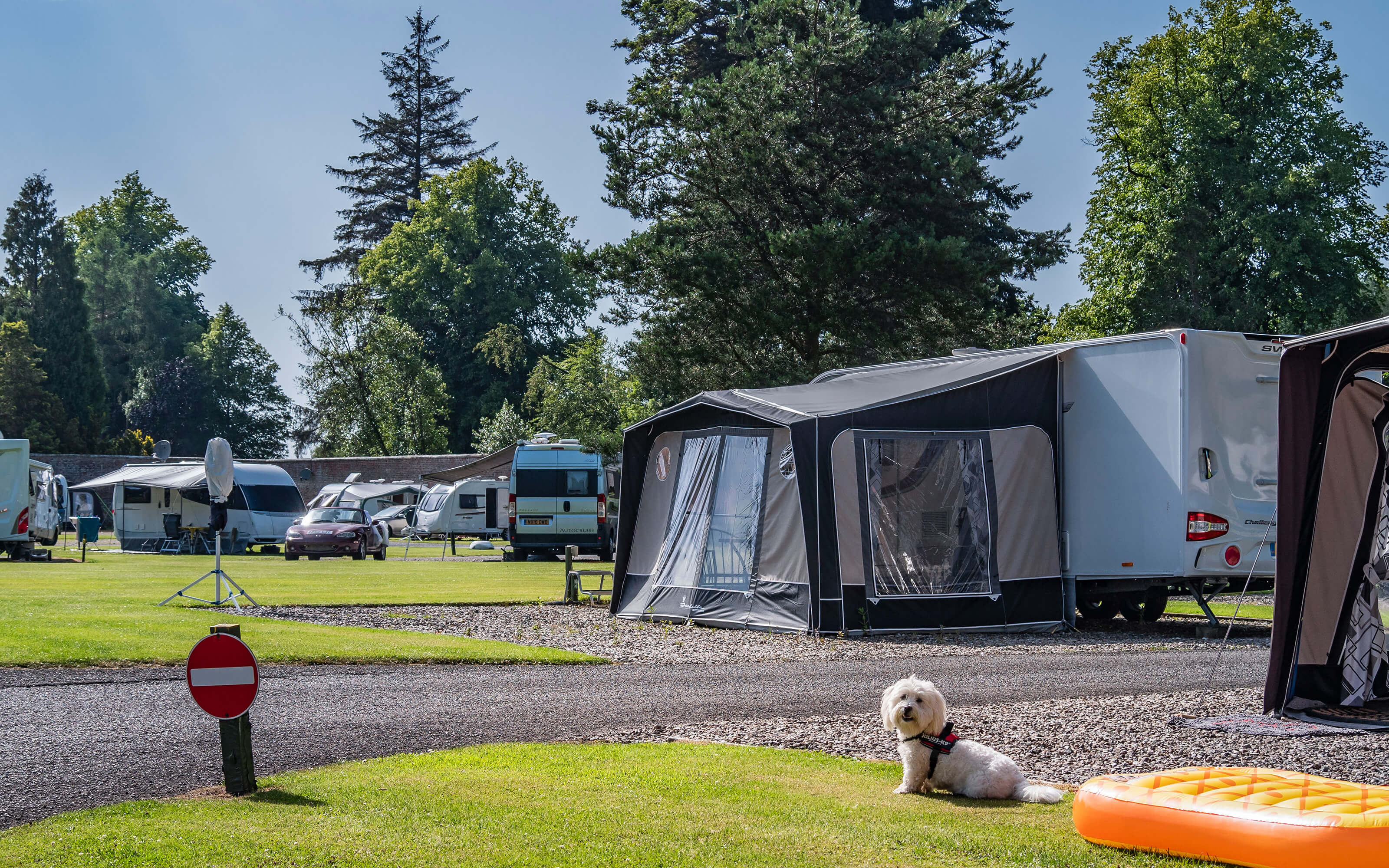 A dog sitting patiently on the lawn outside a tent.
