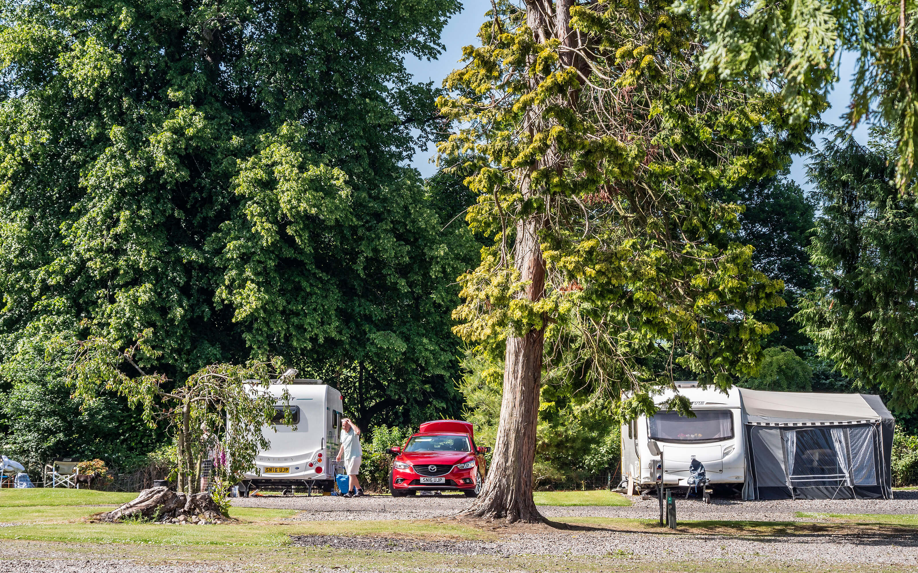 A group of caravans by some large the trees.