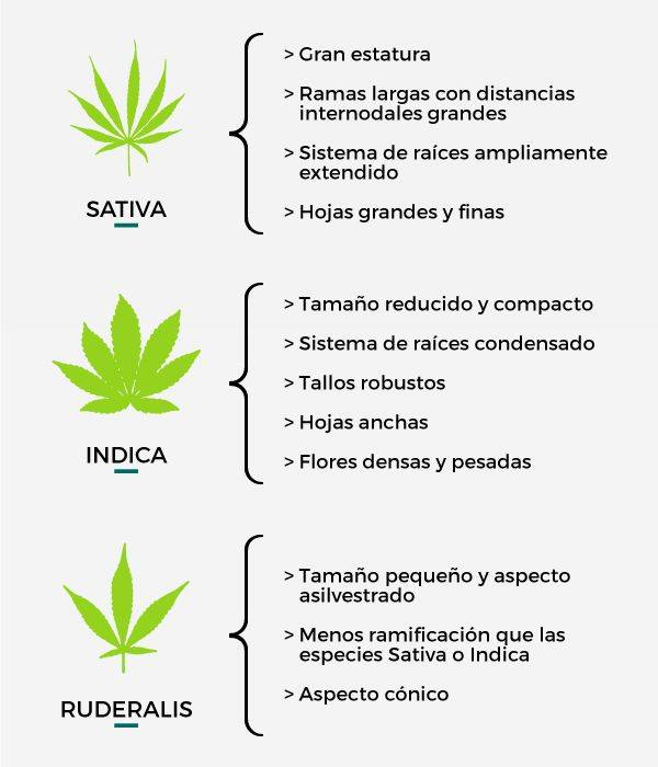 Diferencias Entre El Thc Y El Cbd Paus Blog