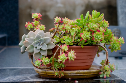 Container Garden