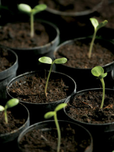 Seed Starting