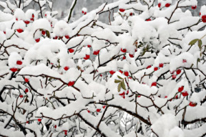 Winter Bush