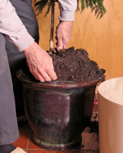 Repotting