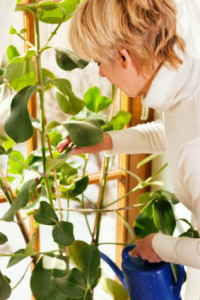 Watering Indoor Plant