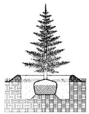 howto_plantatree